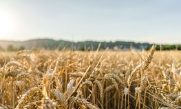 Оксана Лут ознакомилась с развитием АПК Челябинской области