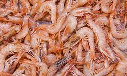 РФ в январе — августе увеличила выручку от экспорта морепродуктов в КНР на 54 %