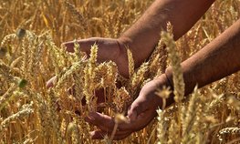 Производство зерна в России на 70 % превысило потребление