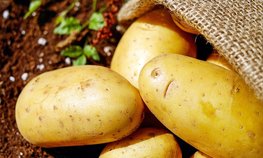 В Саратовской области выросло производство картофеля