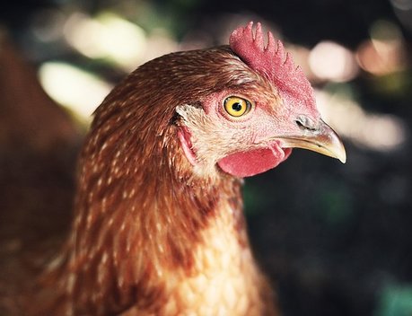 Минсельхоз предлагает временно запретить экспорт мяса птицы