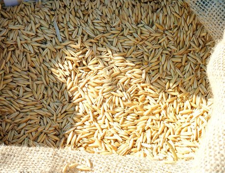 Иркутская область увеличила экспорт зерновых культур в натуральном выражении более чем в пять раз