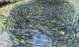 Ленинградская область развивает рыбоводство