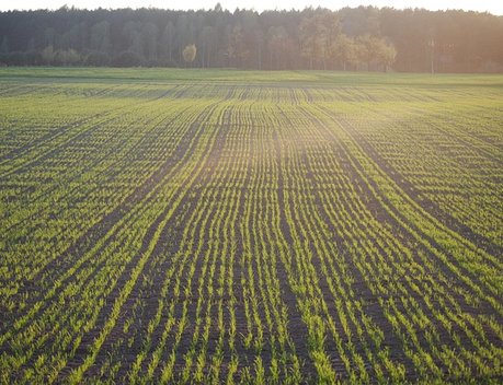 Аграрии Подмосковья ввели в оборот почти 7 тыс. га ранее неиспользуемых земель