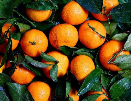 Россельхознадзор отметил рост нарушений в растительной продукции из Турции