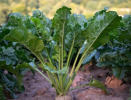 В Курской области из-за заморозков погибло около 5 % посевов сахарной свеклы