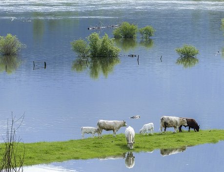 В Приморье заявили, что паводок почти не повлиял на ранние зерновые