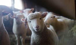 АПК Башкортостана освоил 1 млрд 672 млн рублей федеральных средств по нацпроекту МСП