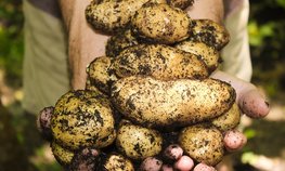 Россия с начала года снизила импорт белорусского картофеля в два раза