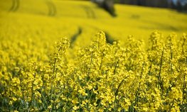 Оксана Лут и Игорь Кобзев обсудили развитие АПК Иркутской области
