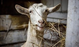 Росстат: сельхозорганизации увеличили производство скота и птицы на 1 %