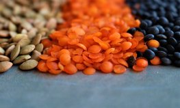 Аграрии Приангарья наращивают посевные площади под чечевицей
