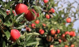 Сельхозкооперативы и дополнительные площади помогут развитию АПК Кубани