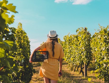 Продажи российских вин увеличились на 6,8 %