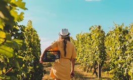 Продажи российских вин увеличились на 6,8 %