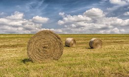 Валовый сбор зерна в Белгородской области вырастет на 11 % в 2025 году