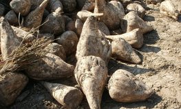 Краснодарский край открыл сезон переработки сахарной свеклы
