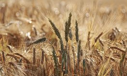 В первом полугодии товарооборот продукции АПК между Россией и Ираном вырос на 15 %