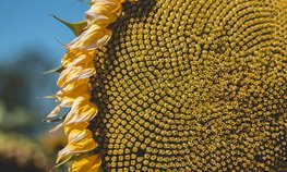 Правительство продлило срок действия экспортных пошлин на семена подсолнечника и продукты их переработки