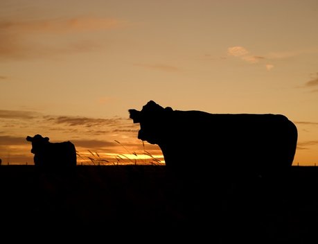 В Воронежской области создадут завод глубокой переработки отходов животноводства