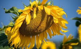 Оксана Лут и Денис Паслер обсудили развитие АПК Свердловской области