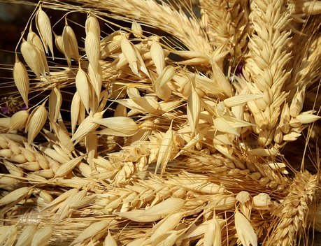 В Омской области урожайность зерновых культур выросла более чем на 15 %