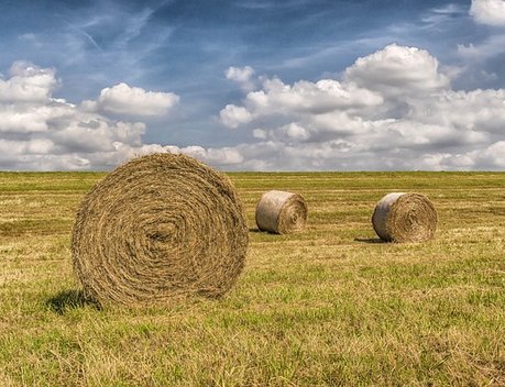 Путин отметил важность поддержки сельского хозяйства в Курской области