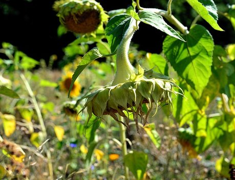АО СК «РСХБ-Страхование» выплатило 11,6 млн рублей за гибель урожая подсолнечника на зерно агропредприятию в Самарской области