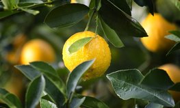 Абхазия увеличила экспорт лимонов в Россию более, чем в два раза