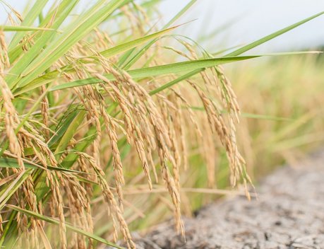 Реализация концессионного соглашения позволит увеличить площади под рисом в Астраханской области в шесть раз