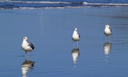 В Калининграде рыбный ресурс может вырасти до 400 тонн в год