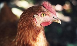 Россия наращивает объемы производства животноводческой продукции