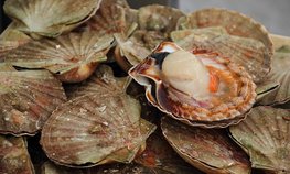 Товарооборот морепродуктами между РФ и странами Ближнего Востока вырос на 22 %