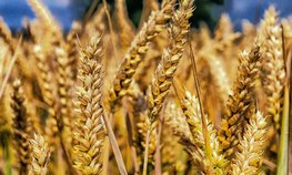 Оксана Лут: Россия — надежный партнер на мировом рынке зерна и масложировой продукции