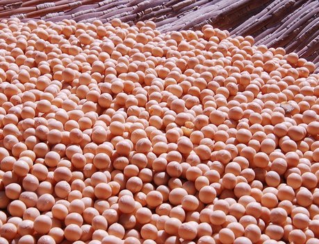 Дмитрий Патрушев и губернатор Амурской области Василий Орлов обсудили развитие сельского хозяйства и вопросы экологии региона