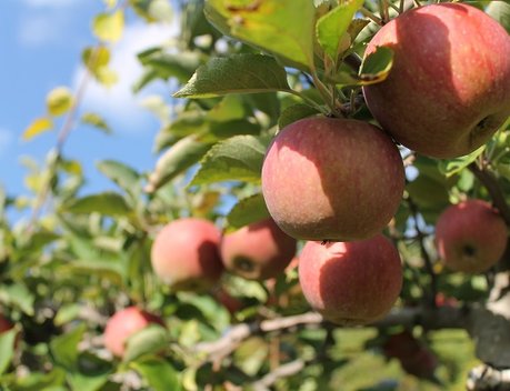 На развитие садоводства Кубани в 2026 году направили более 1,2 млрд рублей федеральных и краевых средств