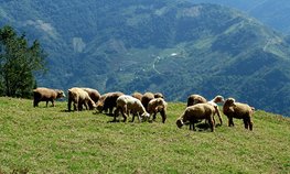 В России предложили закрепить понятие «отгонное животноводство»