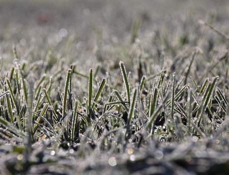 «Согласие» выплатило 55,1 млн рублей ростовскому агропредприятию за гибель озимой пшеницы из-за заморозков