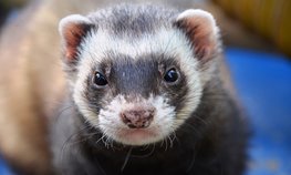 Еврокомиссия не намерена запрещать пушное звероводство в ЕС