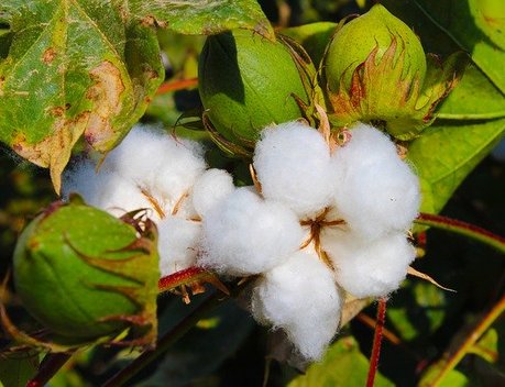 Узбекистан выступил за создание совместной с ЕАЭС группы по тарифным барьерам