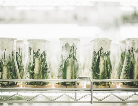 Тимирязевский геномный центр станет важным инструментом для развития ускоренной селекции