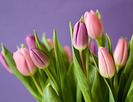 Поставки цветов из Кении в Россию в 2026 году соответствуют показателю 2025 года