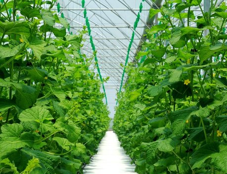 Тепличные овощные комплексы Ставрополья наращивают производство