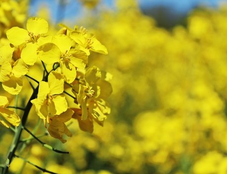 Иркутская область с начала года нарастила экспорт масложировой продукции почти в два раза