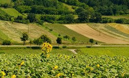 Оксана Лут обсудила с Алексеем Русских развитие АПК Ульяновской области