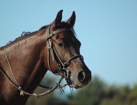 В России формируют основу для развития и популяризации русской тройки