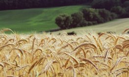 В Краснодарском крае усилили защиту сельхозземель от нецелевого использования