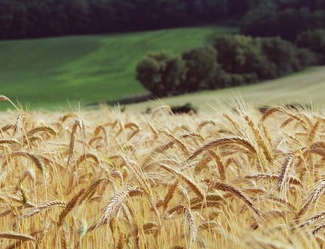 В Краснодарском крае усилили защиту сельхозземель от нецелевого использования