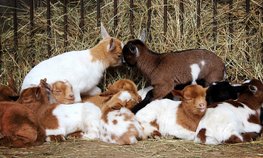 Развитие животноводства в ЮФО и СКФО обсудили в Волгограде