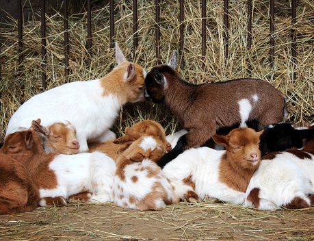 Развитие животноводства в ЮФО и СКФО обсудили в Волгограде